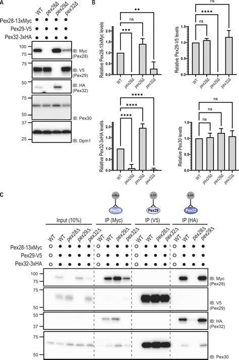 Protein levels of Pex30 binding partners are dependent on Pex30 ... 