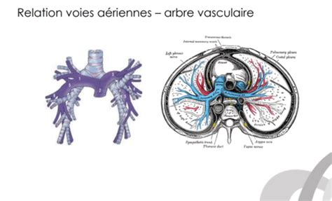 Circulation Pulmonaire Flashcards Quizlet