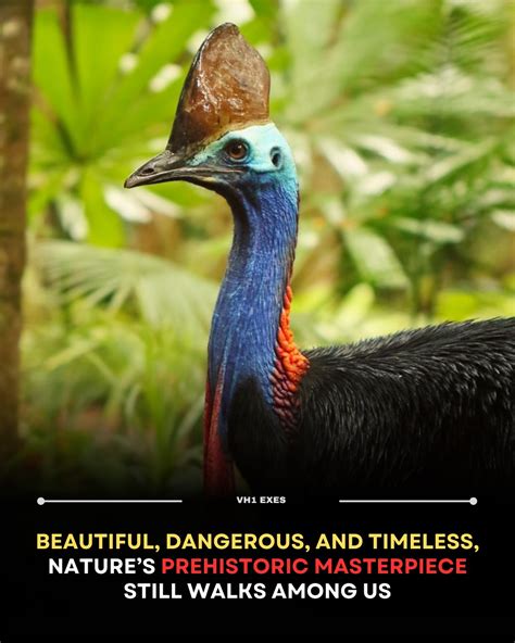 vh  cassowary   vivid blue skin  helmet  casque
