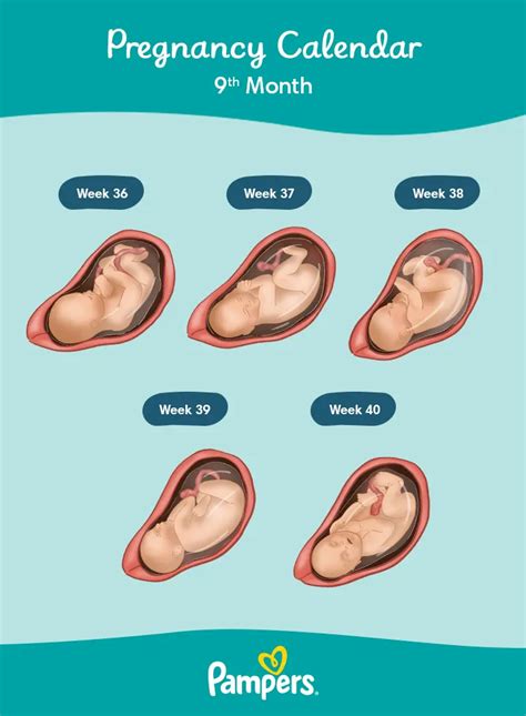 Fetal Development Month 9