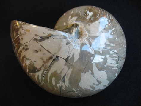 Nautilus - Mineralien - und Fossilienhandel Dipl. Geol. Alexander Spinn