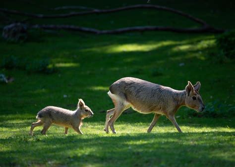 Premium Photo | Capibara baby following its mother