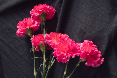 Memahami Makna Bunga Carnation - Pinus Florist