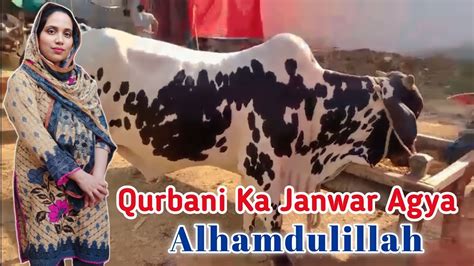 Alhamdulillah Qurbani Ka Janwar Agya Hai Ammi K Ghar Cow Vlog