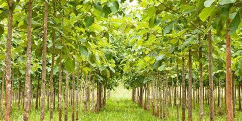 Sangwan Tree Farming: सागवानची लागवड करून तुम्हीही बनू शकता करोडपती, ही ...