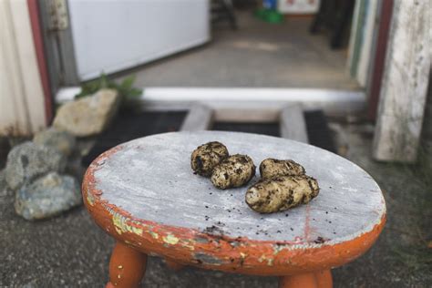 DIY Potato Planter: How To Make A Potato Planter | Dunn DIY