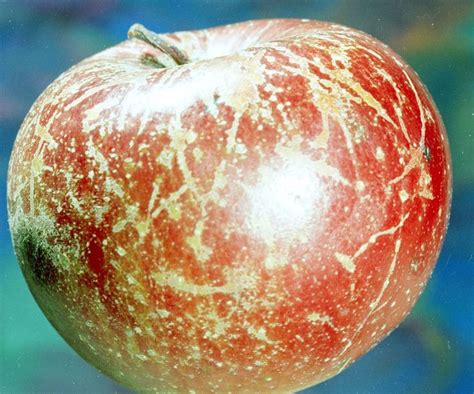 Apple Diseases And Pests Description Uses Propagation