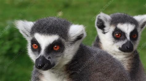 Ring tailed lemurs closeup, Madagascar - Stock Video Clip - K011/8358 ...