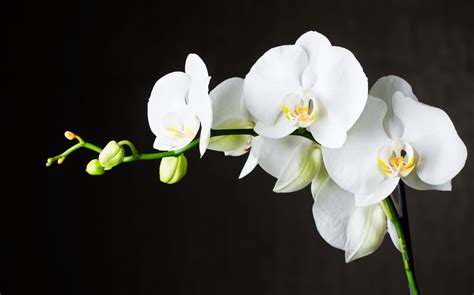 Tout Savoir Sur Lentretien Des Orchidées M6 Decofr