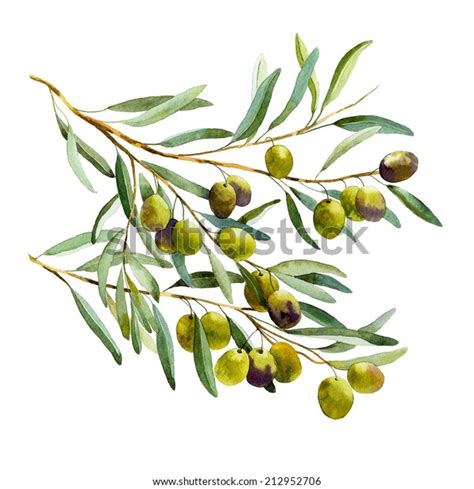 Olive Branch Watercolor Stock Illustration 212952706