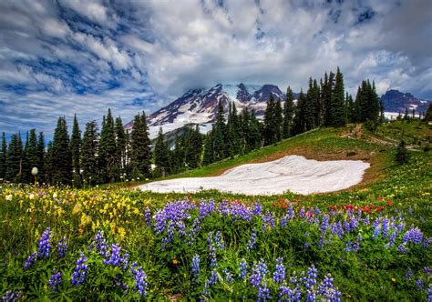 Wildflowers Mountain Valley Wallpapers - Wallpaper Cave