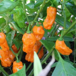 40 Thai Hot Pepper Seeds Honest Seed Co