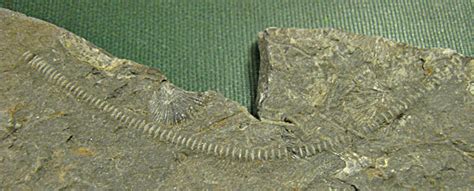 Ordovician crinoid stem - Members Gallery - The Fossil Forum