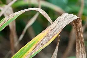 Daylily Problems Fungus Diseases Streak