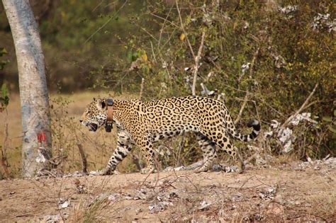 Saving Jaguars: Good for Business - Nature Trust of The Americas Inc ...