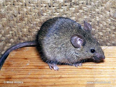 Mus musculus Pictures, House Mouse Images, Nature Wildlife Photos ...