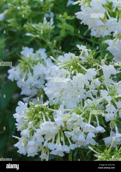 Phlox Paniculata Mount Fuji Perennial Phlox Mount Fuji Stock Photo