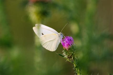 Pieris Brassicae Repolho Borboleta Repolho Repolho Branco Mariposa