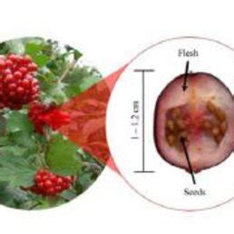 Cranberry (Vaccinium macrocarpon) tree and fruit and juice. Source ...
