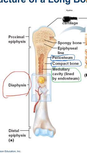 Structure of long and short bones Flashcards | Quizlet