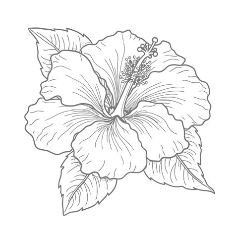 Hibiscus Plant Coloring Page [2025]