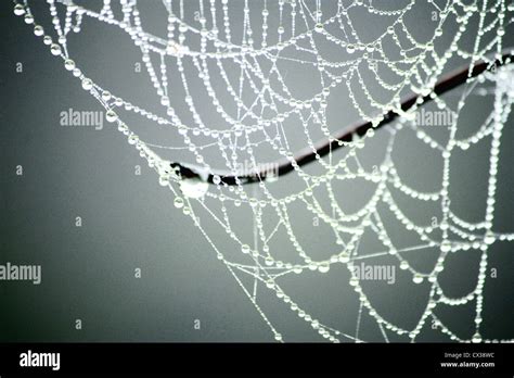 Cob design hi-res stock photography and images - Alamy