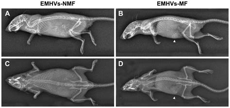 Representative X Ray Images Of Mice Injected With Emhvs And Treated