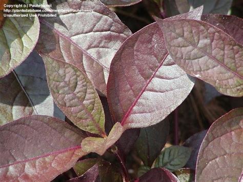 Plantfiles Pictures Alternanthera Calico Plant Josephs Coat Ruby