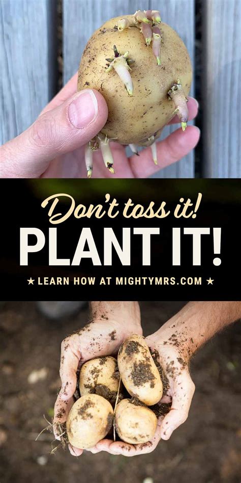 Plant Your Own Potatoes A Beginner S Guide Ames Farm Center