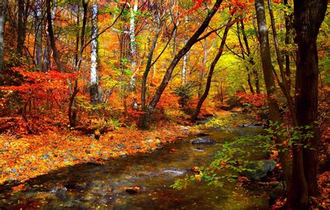 wallpaper autumn forest leaves trees stream forest nature