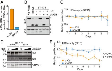 The Deaminase Apobec3b Triggers The Death Of Cells Lacking Uracil Dna