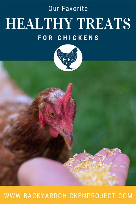 The Very Best Healthy Treats For Chickens Backyard Chicken Project