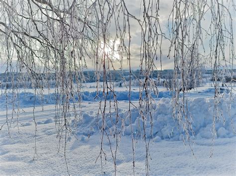 Vinter Sne Birketr Gratis Foto P Pixabay Pixabay