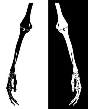 Free skeleton arm clipart, Download Free skeleton arm clipart png ...