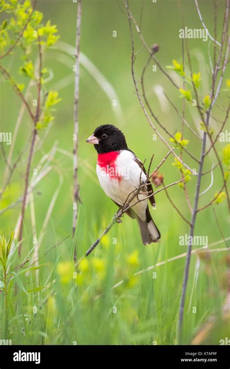 Rose-breasted grosbeak - male Stock Photo - Alamy