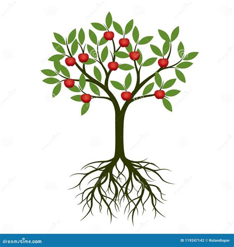 Green Tree With Root And Apple Vector Illustration Stock Illustration