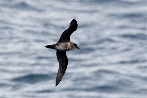 Aa Bird Photography Worldwide Procellariiformes Petrels Atlantic Petrel