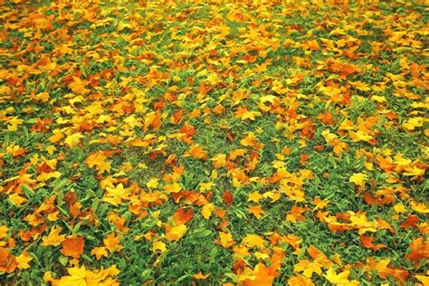 Premium Photo Fallen Leaves Lie On The Ground