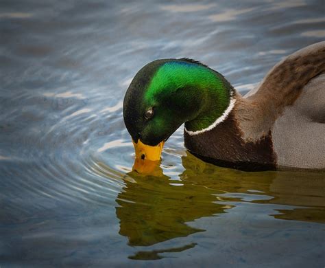 Ente Stockente Vogel Kostenloses Foto Auf Pixabay