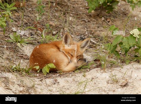 Red Fox Kit Sleeping Stock Photo - Alamy