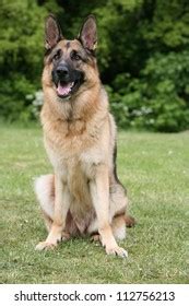 German Shepherd Puppy Dog K9 Stock Photo 112756213 | Shutterstock