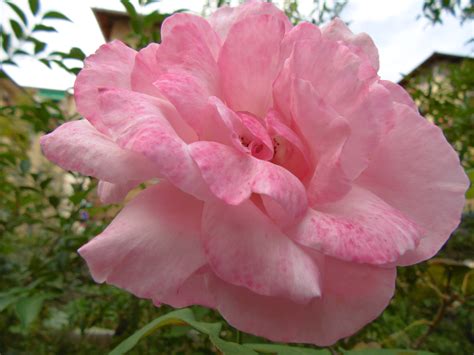 Plants rosa – Telegraph