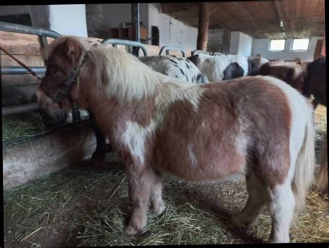 Pferdemarkt Pony Mini Shetland Stute Kaufen Landwirt