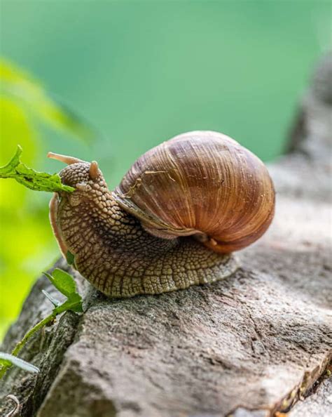 Pet Snails Ultimate Care Guide Memfish Dot Net