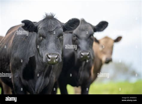 Agriculture Field Beef Cows In A Field Wagyu Cattle Herd Grazing On