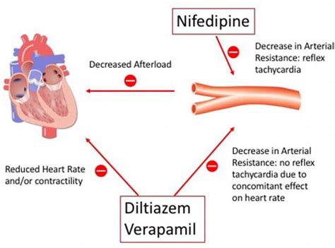 How To Stop Taking Calcium Channel Blockers : Hi most of the calcium ...