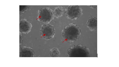 Recombinant Human EGF Protein 10605 HNAE Sino Biological