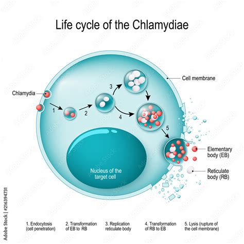 Chlamydia Bacteria Life Cycle