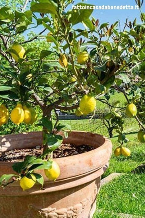 Come Coltivare Le Piante Di Limoni In Vaso Fatto In Casa Da Benedetta