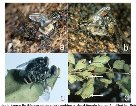 Pdf Entomopathogenic Fungi And Their Role In Biological Control